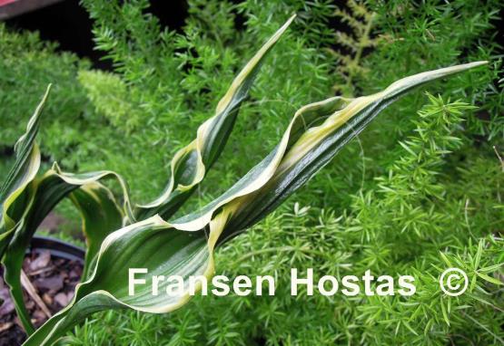 Hosta Hands Up - Fransen Hostas